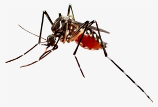 Graphic Black And White Download Jefferson County Pool - Zanzara Killer #9651853