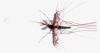 Mosquito Png Image Background - Mosquito Flying #9652311