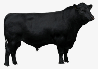 Beef Sires - Dairy Cow #9654368
