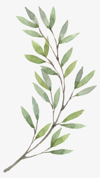 Plants Flower Wreath Watercolor Painting Hand-painted - Watercolor Olive Branch Clipart #9654731 Plants Flower Wreath Watercolor Painting Hand-painted - Watercolor Olive Branch Clipart #9654731