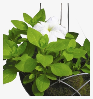 Reusable Hanging Basket - Jasmine #9656923
