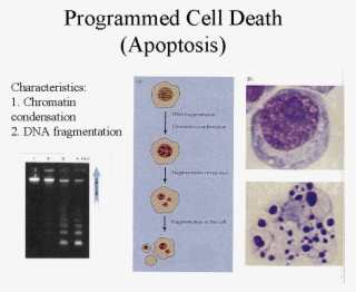 Programmed Cell Death Caused By Cannabinoids - Circle #9657088