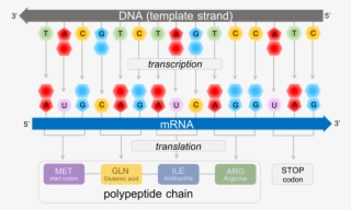 Predicting Polypeptide Chains From Dna - Mrna Strand #9657379