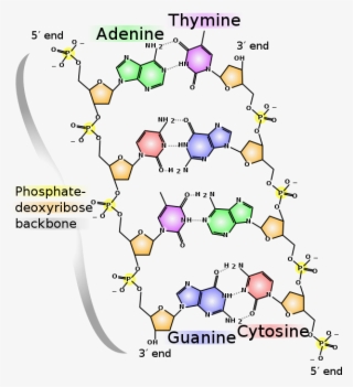Chemical Structure Of Dna - Dna Molecule Structure Model #9657521