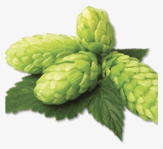 Image-hops - Hop Png #9658362