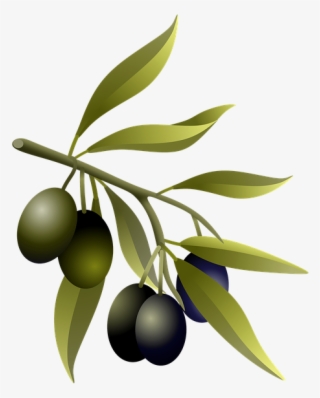 Olive Branch Stickers - Olive Tree Branch Real #9659504