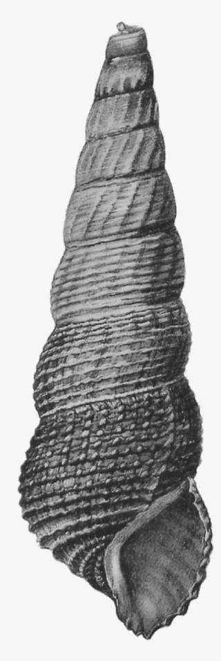 Tylomelania Mahalonensis Shell 2 - Monochrome #9663723