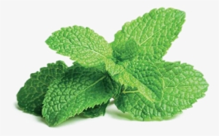 Mint Png Free File Download - Peppermint Plant #9664765