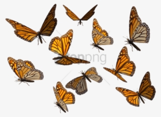 Free Png Monarch Butterfly Png Image With Transparent - Butterfly Swarm Transparent Background #9668919