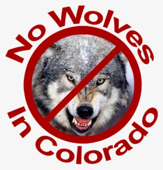 No Wolves In Colorado Red Lettering - Gray Wolf #9669088