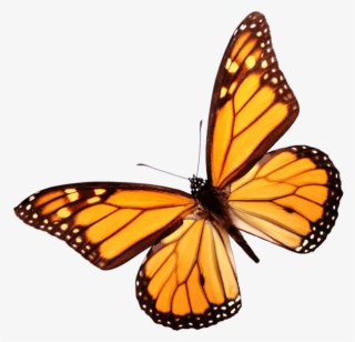 Contact Us - Monarch Butterfly White Background #9669320