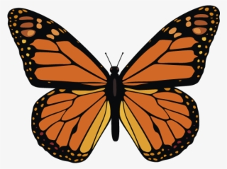 Monarch Butterfly Vector #9669445