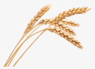 Download - Wheat Png #9669769 Download - Wheat Png #9669769