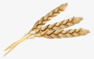 Download - Emmer #9669798