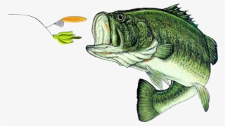 Largemouth Bass Png - Largemouth Bass Fish Png #9670269