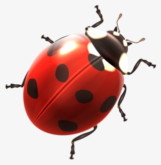 Ladybug #9670385
