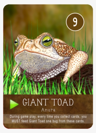Bufo #9670964