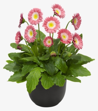 Hoge Resolutie Afbeelding, Download Bestand - Barberton Daisy #9671555