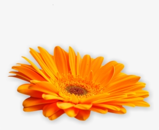 Flowers Of Grace - Amber Romance Flower #9671647