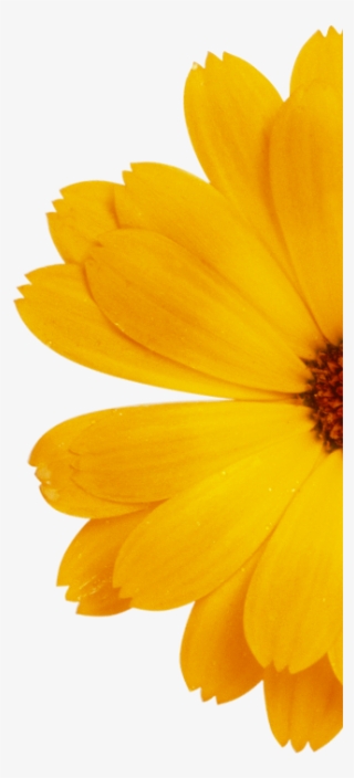 Discover The Range - English Marigold #9672111