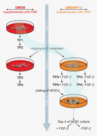 Schematic Of Human Embryonic Stem Cell Culture - Circle #9672313