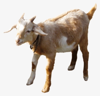 Biquette Png #9672349 Biquette Png #9672349