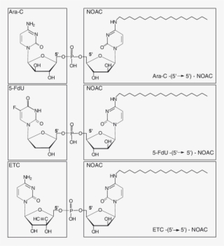 Chemical Structures Of The 5¢ → 5¢ Phosphodiester Duplex - Diagram #9672352