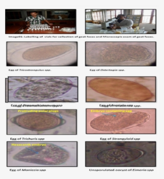 Figure - Chocolate Cake #9672870