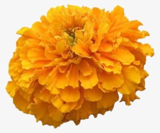 Tagetes Patula #9673521