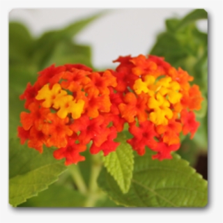 Lantana Red Haldi Kumkum Plant #9673971