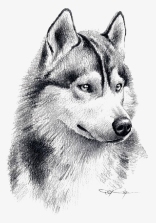 Drawn Husky Sketches - Pencil Drawing Husky #9677233