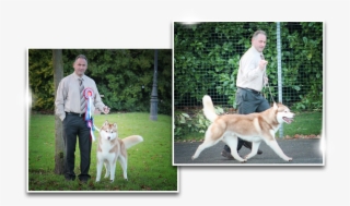 Breed Standard Siberian-husky Breed Standard Siberian - Ancient Dog Breeds #9677400