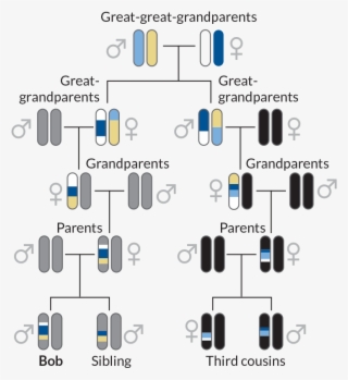 730 X 801 1 - Third Cousins Family Tree #9677491 730 X 801 1 - Third Cousins Family Tree #9677491