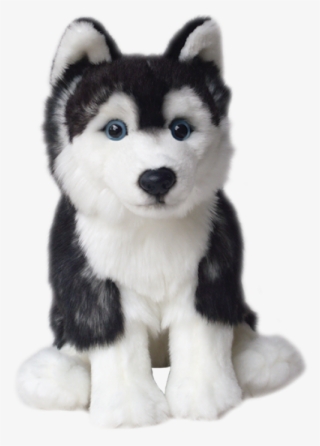 Sailor Ted Siberian Up - Sakhalin Husky #9677747