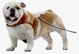 Toy Bulldog Breed Dog Companion Bulldogge Olde Clipart - Olde English Bulldogge #9678222
