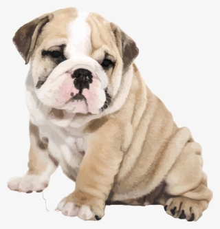 Bulldog Png #9678560