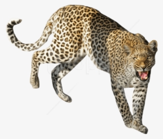 Free Png Leopard Standing Png Images Transparent - Sitting Leopard Png #9679908