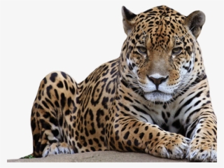 Animals Which Kill The Most Humans #9680033