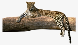 Download Transparent Png - High Resolution Leopard Png #9680081 Download Transparent Png - High Resolution Leopard Png #9680081