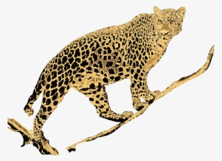 3000 X 3000 4 - African Leopard #9680177