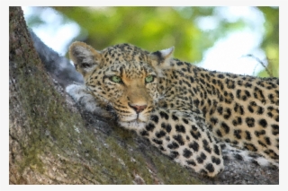 Medium Image - Best Leopard #9680309 Medium Image - Best Leopard #9680309