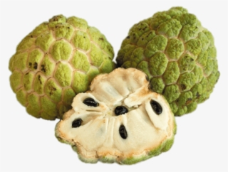 Download - Custard Apple #9680969