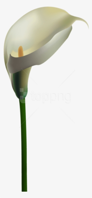 Free Png Download Calla Lily Transparent Png Images - Arum #9682808