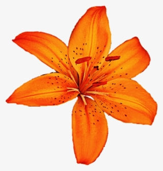 Lily Clipart Tiger Lily - Tiger Lily Flower Png #9682911