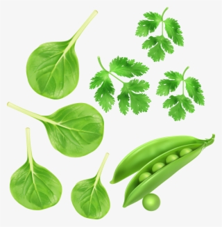 Spinach Green - Transparent Green Vegetables Png #9684652