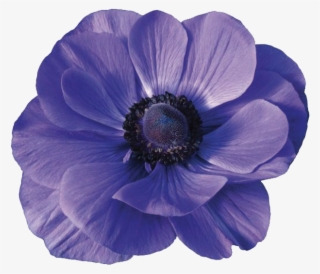 Anemones - Anemone Flower Png #9686766