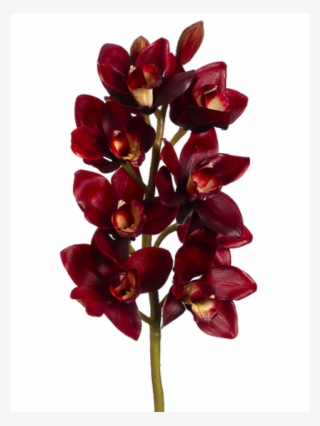800 X 800 1 - Burgundy Colour Flower #9687210