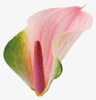 Agnieszka Kwiat - Anthurium Png #9687380