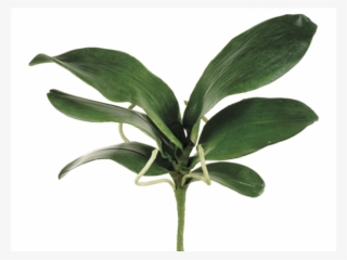 15" Large Phalaenopsis Orchid Leaf Spray With 6 Leaves - Orchid Leaves Png #9687600