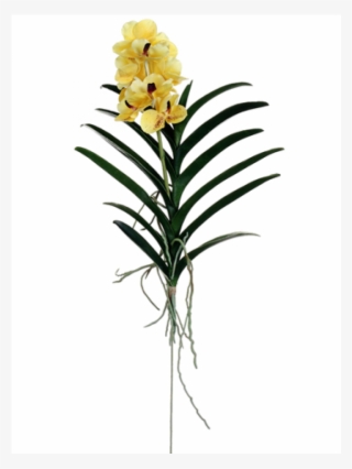 28" Vanda Orchid Plant Yellow - Orchids Of The Philippines #9688007